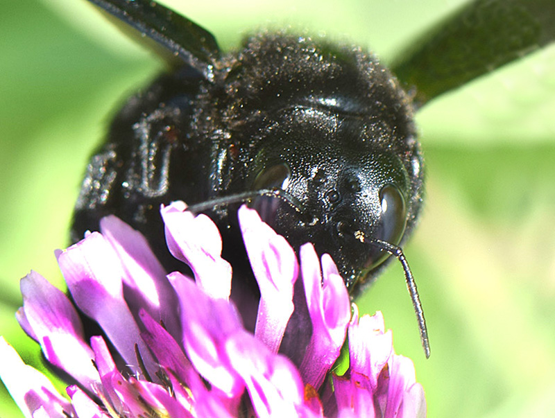 Carpenter Bee