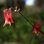 Wild Columbine