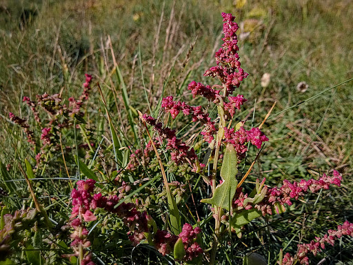 Atriplex prostrata