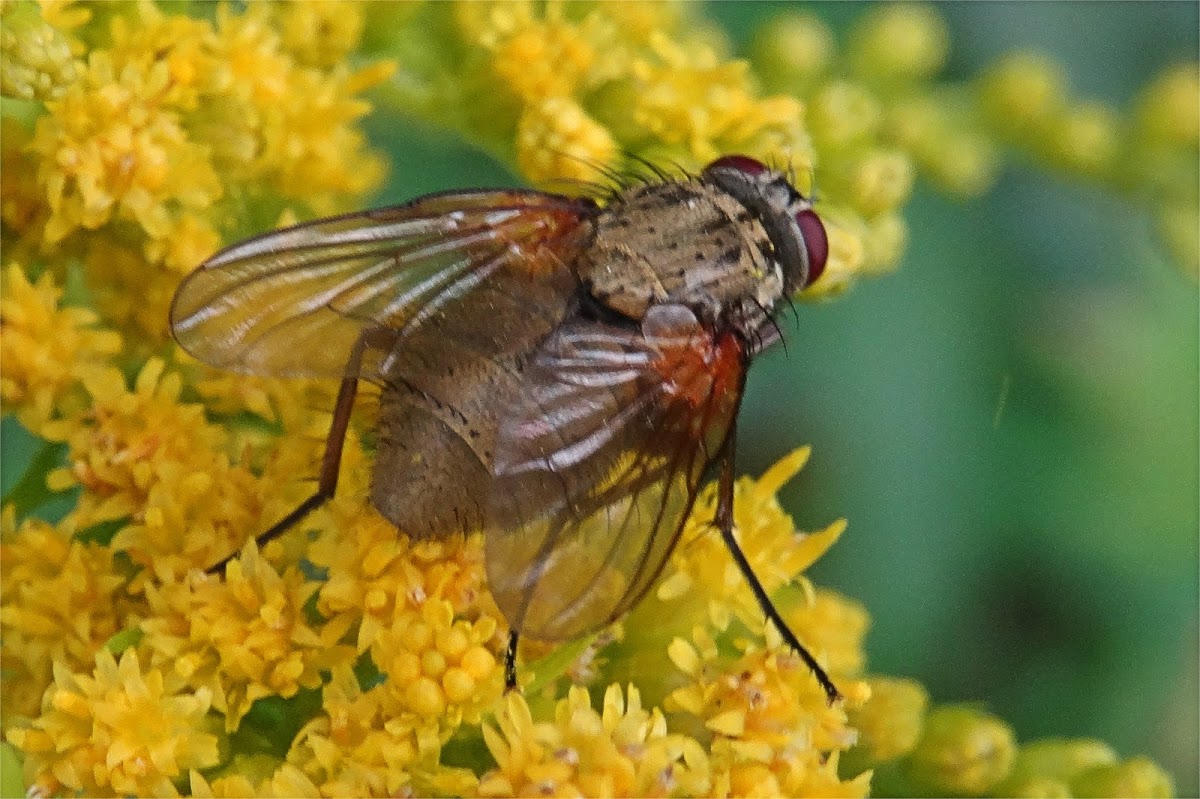 Muscid fly