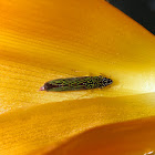 Leafhopper