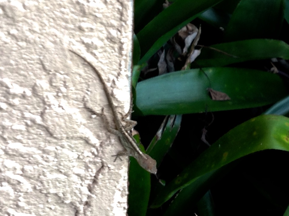 Brown Anole ( Where Is Its Eyes? )