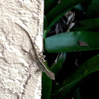 Brown Anole ( Where Is Its Eyes? )