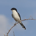 Fiscal Shrike