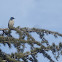 California Scrub Jay