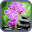 Orchid Wallpaper Download on Windows