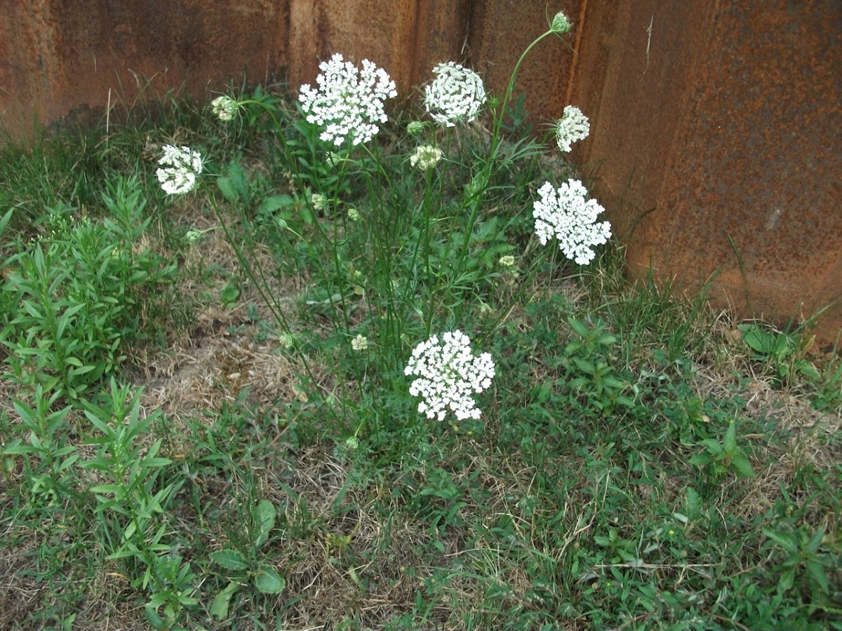 Queen Anne's Lace