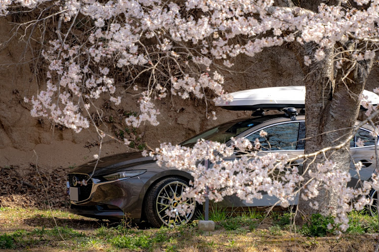 MAZDA3の花見ドライブ・今が満開・息子の英才教育・咲楽ロード・牽引フックに関するカスタム事例の投稿画像12枚目