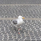 Herring Gull