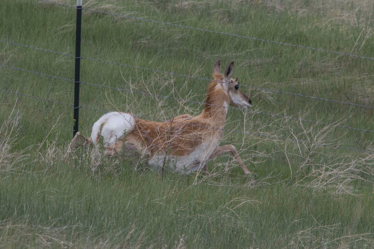 Pronghorn