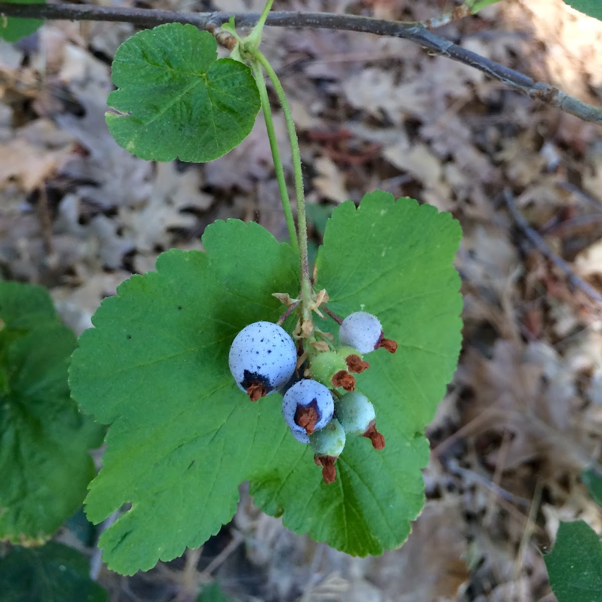 Sierra Currant