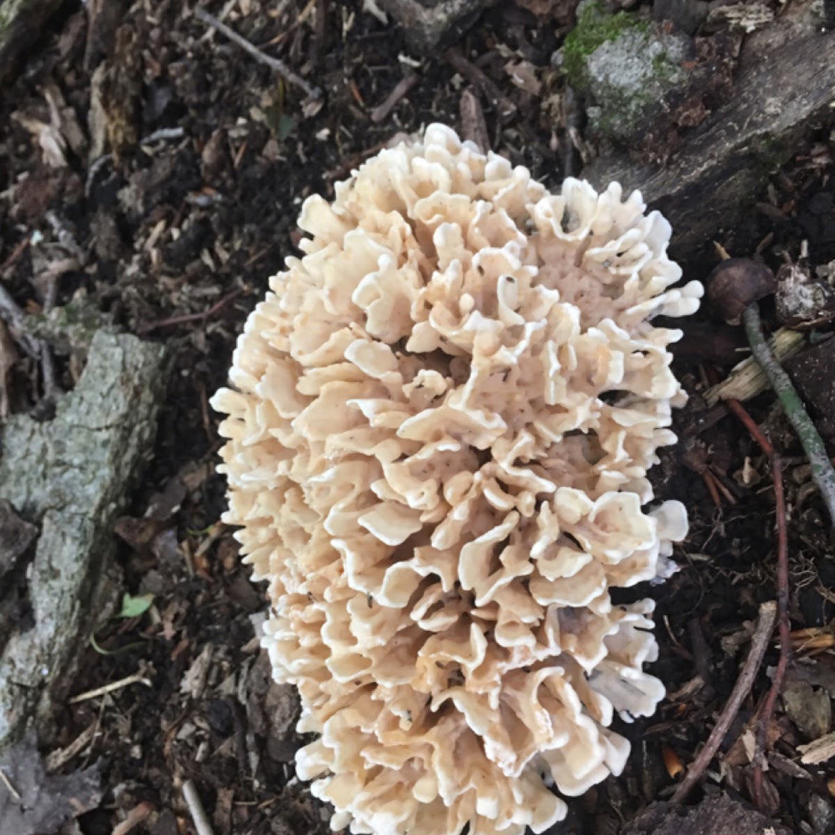 Cauliflower mushroom