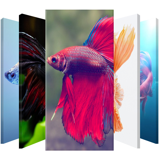 Betta Fish ? Lock Screen