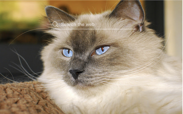 Himalayan Cats and Kitten Wallpaper Pet Theme