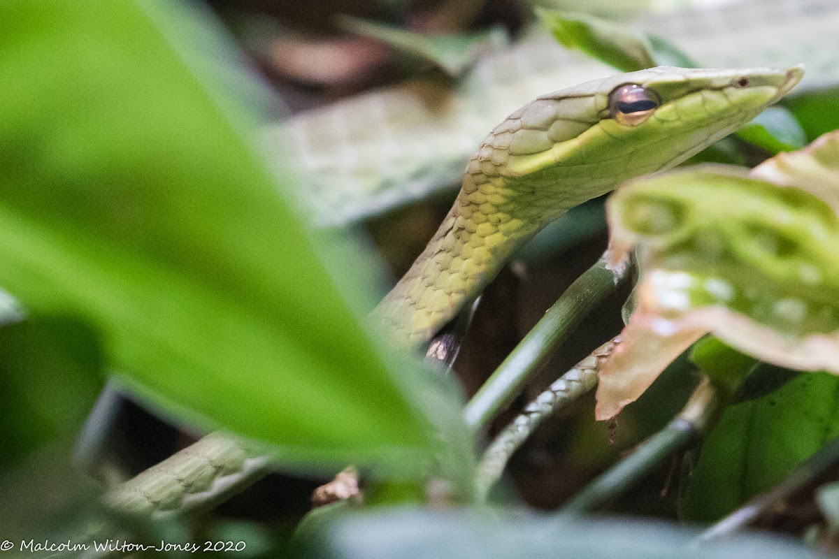 Vine Snake