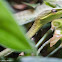 Vine Snake