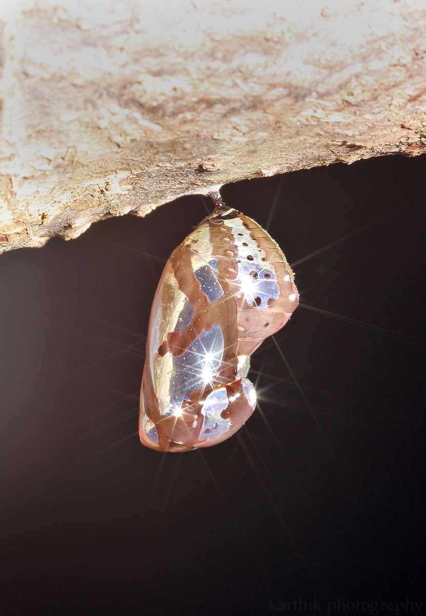 Common crow butterfly Pupa