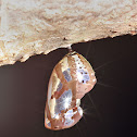 Common crow butterfly Pupa