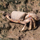 West African Fiddler Crab