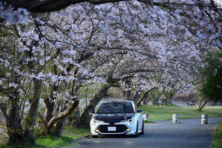 カローラスポーツの桜とコラボ🌸・気嵐・朝活撮影📷・朝陽・リフレクションに関するカスタム事例の投稿画像1枚目