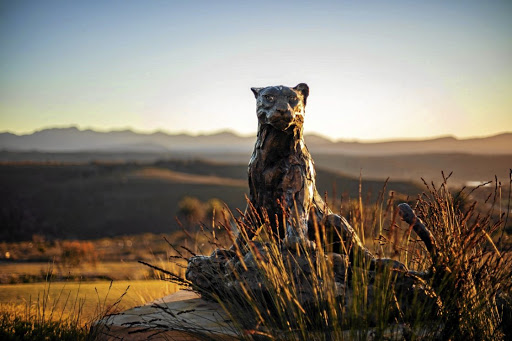 A big cat brings nature to the grounds of the Sky Villa in Boutique Hotel in Plettenberg Bay.