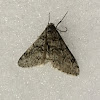 Toothed Phigalia Moth male