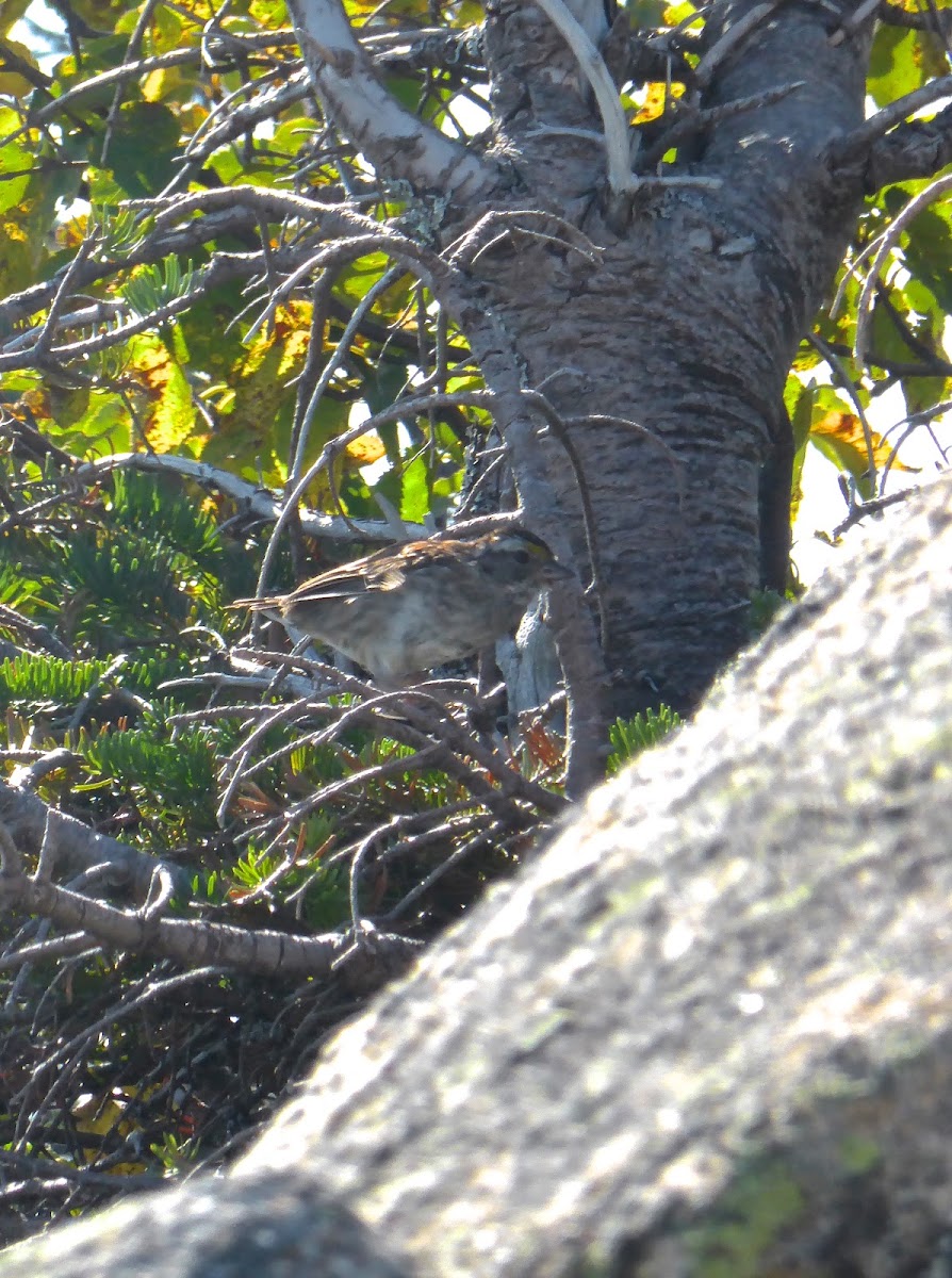 White-throated Sparrow