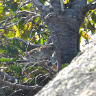 White-throated Sparrow