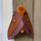 Female Northern Pink-striped Oakworm Moth