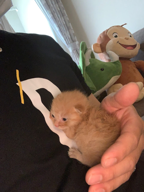 アルファードのマークX・クレンツェ・ねこ・母の日に関するカスタム事例の投稿画像3枚目