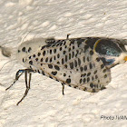 Wood Leopard Moth