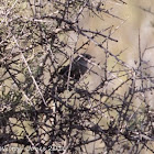 Black Redstart; Colirrojo Tizón