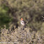 Woodchat Shrike; Alcaudón Común