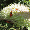 Large Milkweed Beetle