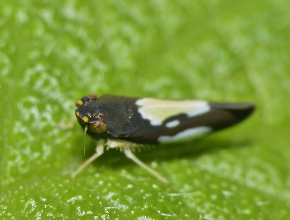 Leafhopper