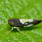 Leafhopper