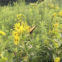 Eastern Tiger Swallowtail