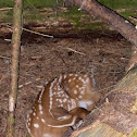 Whitetail Fawn