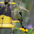 American Goldfinch (Female)