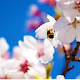 Spring HD Wallpapers Seasons Hot Topics