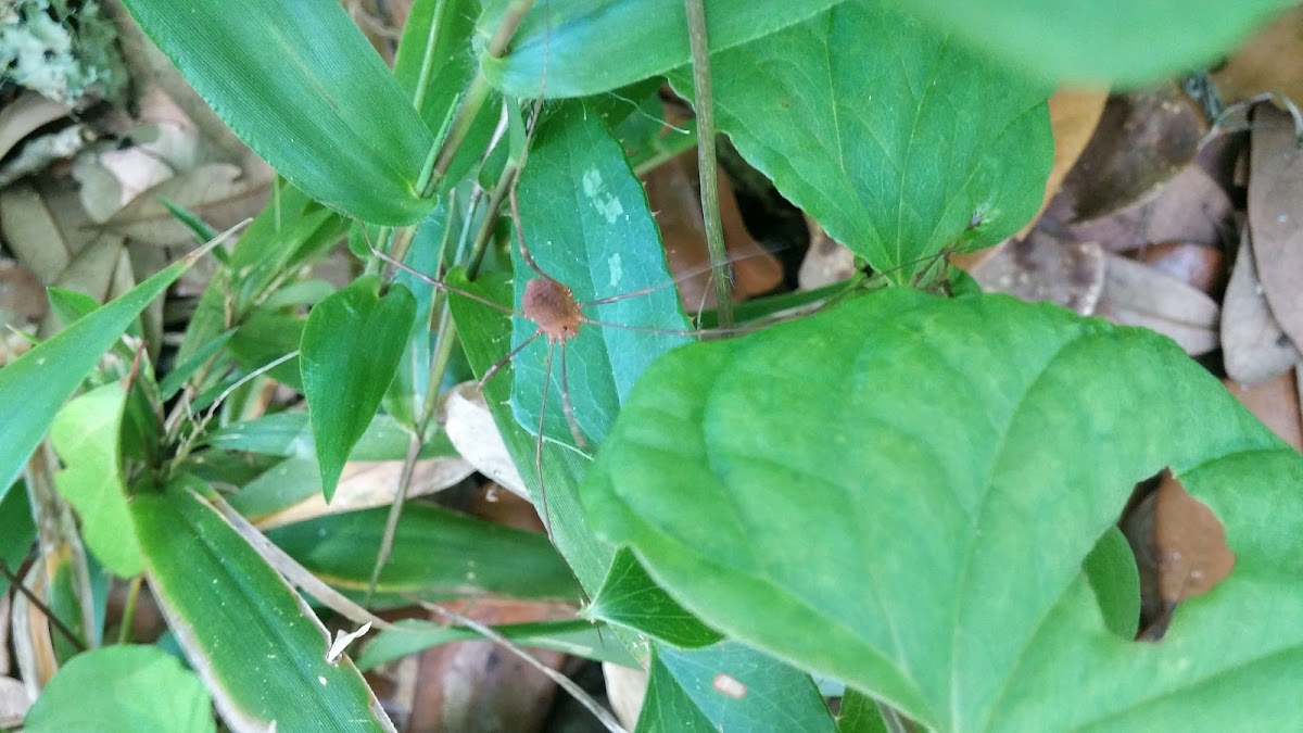 Harvestman