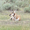 Pronghorn