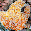 Ochre sea star