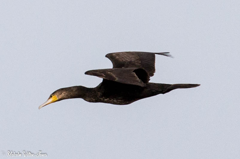 Cormorant; Cormorán Grande