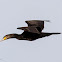 Cormorant; Cormorán Grande