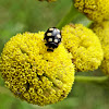 Black 14-spot ladybug