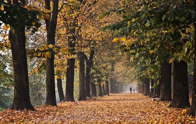 viale alberato di davide negro