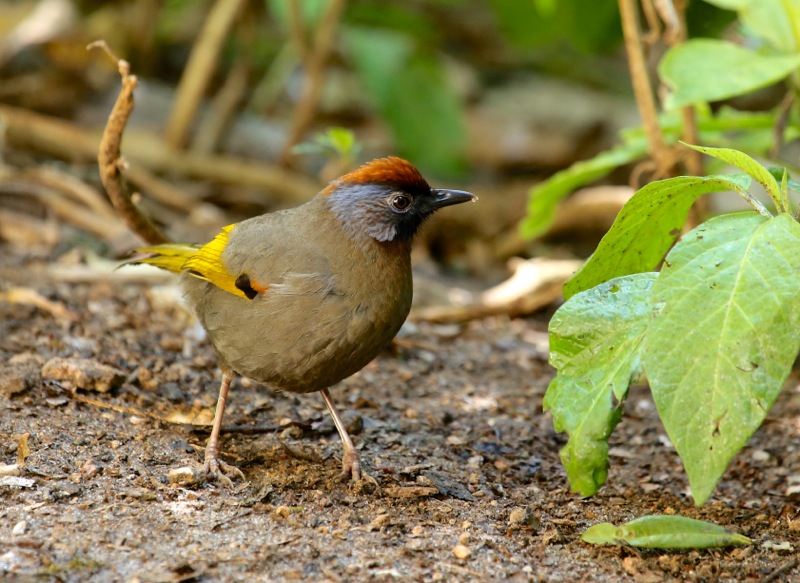 Silver-eared Laughingthrush