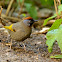 Silver-eared Laughingthrush