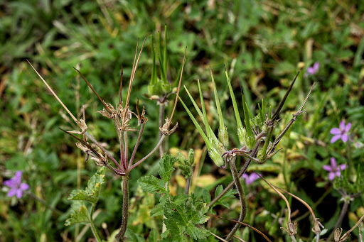 Erodium moschatum